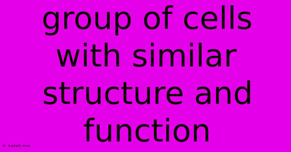 Group Of Cells With Similar Structure And Function