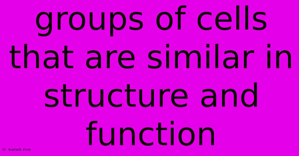 Groups Of Cells That Are Similar In Structure And Function