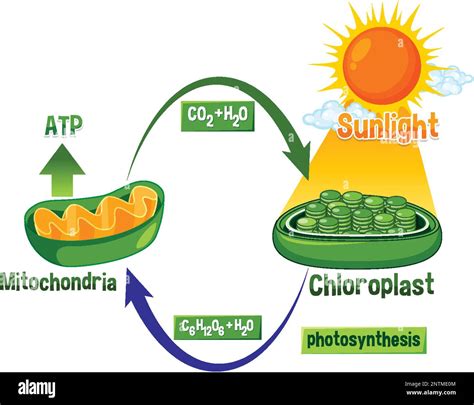 How Are Cellular Respiration And Photosynthesis Related