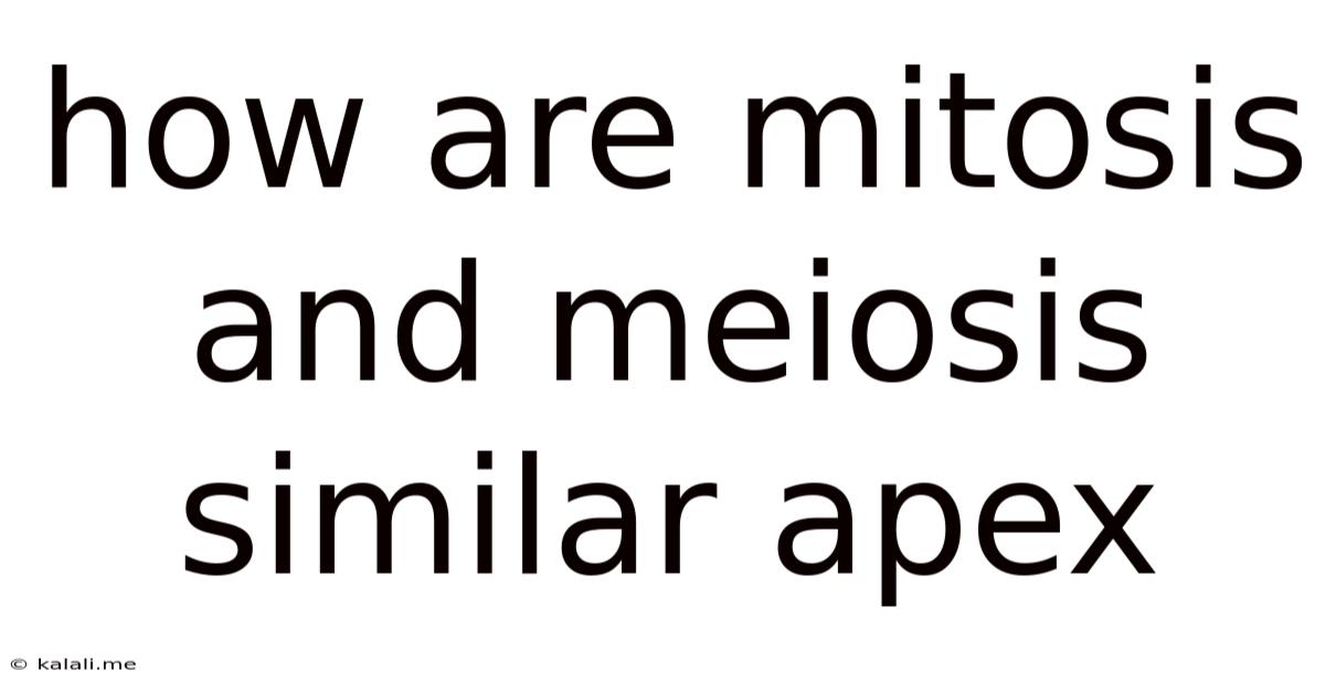 How Are Mitosis And Meiosis Similar Apex