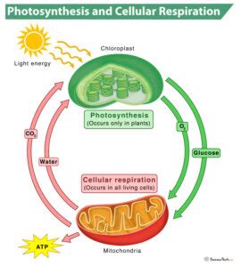 How Are Photosynthesis And Cellular Respiration Interrelated