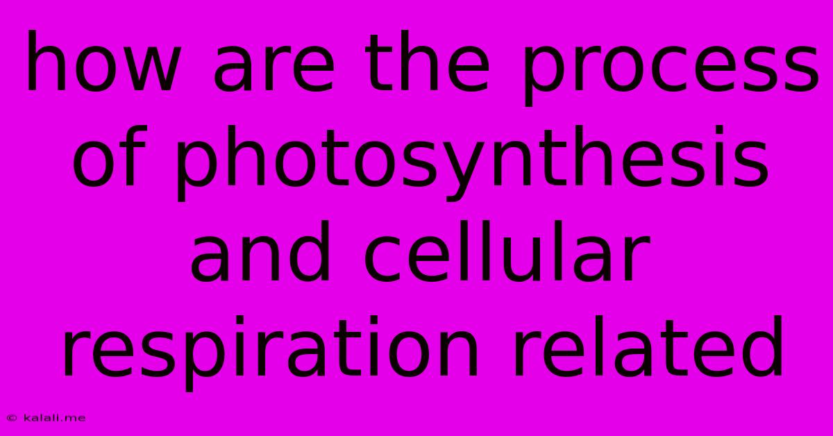 How Are The Process Of Photosynthesis And Cellular Respiration Related