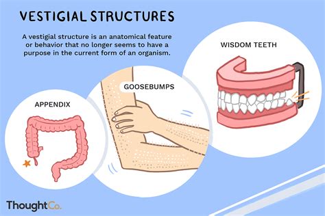 How Are Vestigial Structures An Example Of Evidence Of Evolution