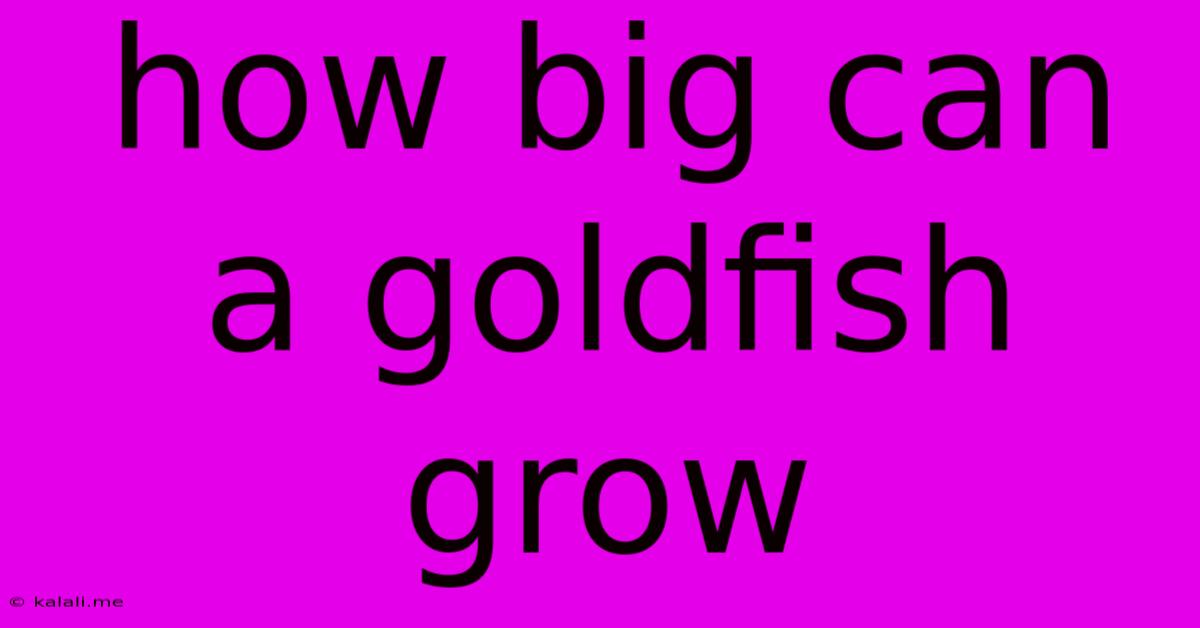 How Big Can A Goldfish Grow