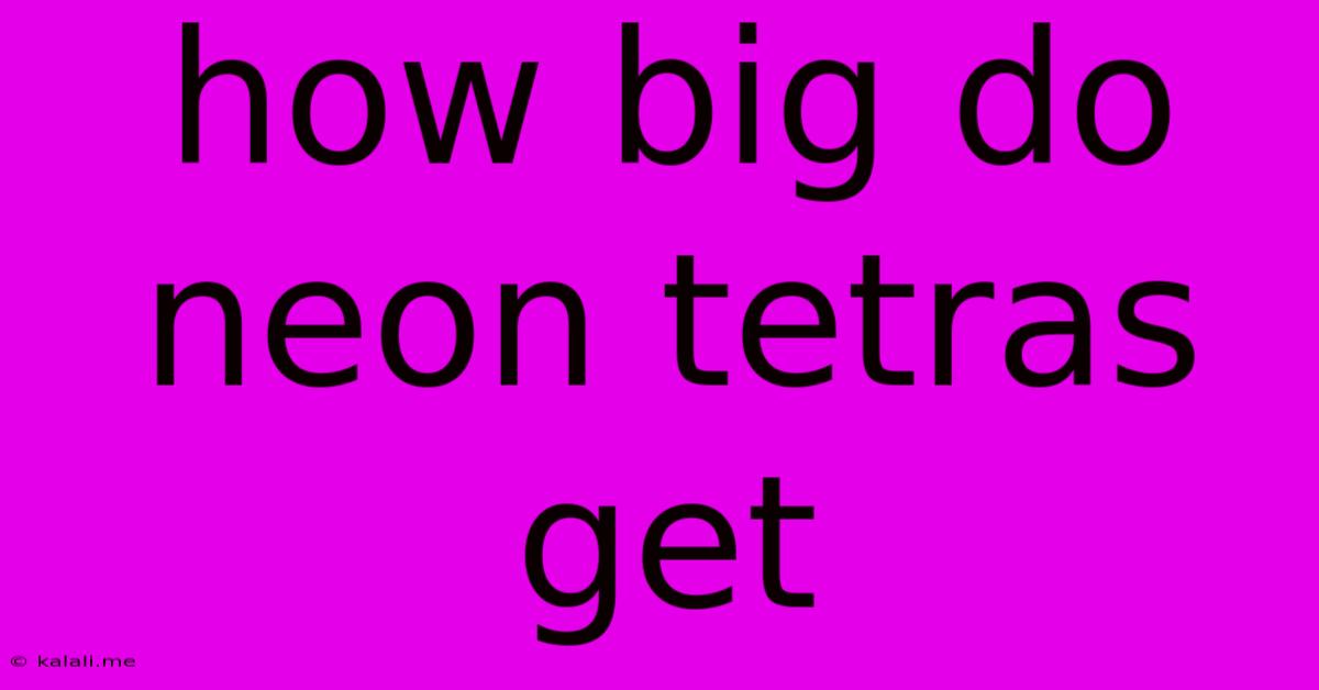 How Big Do Neon Tetras Get