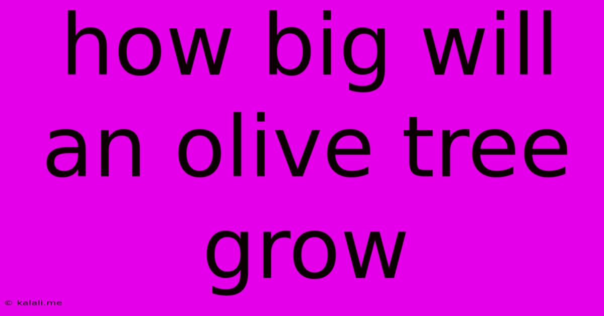 How Big Will An Olive Tree Grow