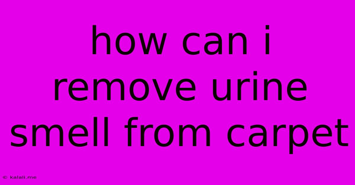 How Can I Remove Urine Smell From Carpet