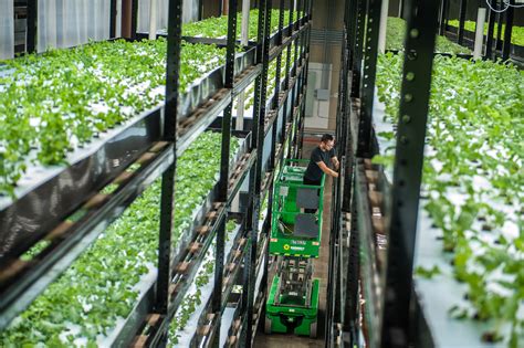 How Can Indoor Farming Change The Taste Of Plants