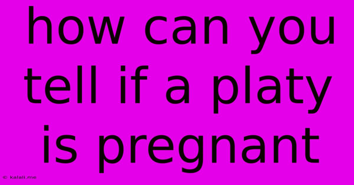 How Can You Tell If A Platy Is Pregnant
