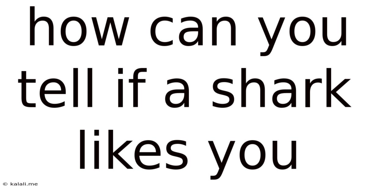 How Can You Tell If A Shark Likes You