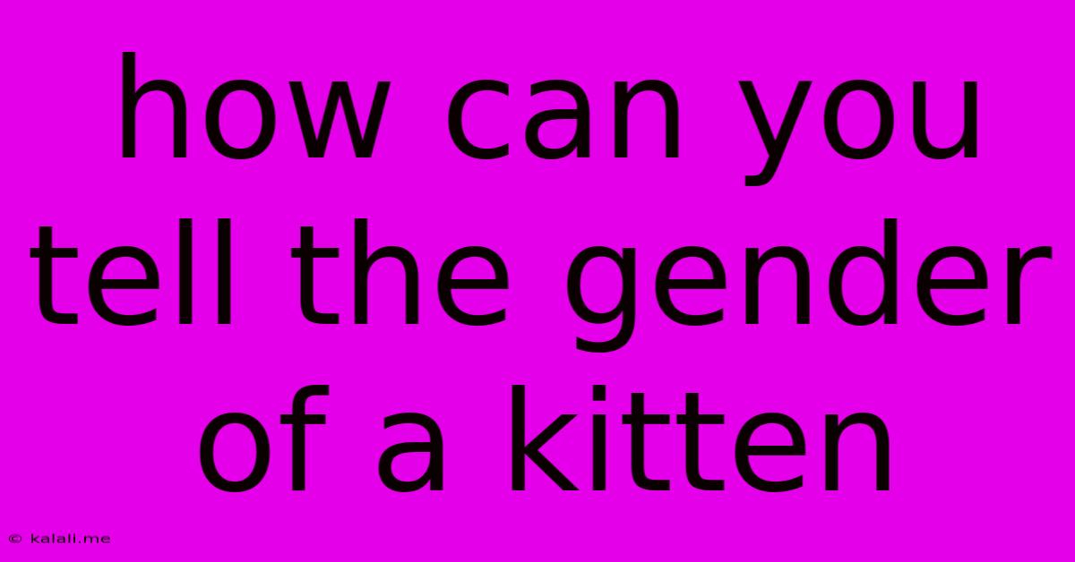 How Can You Tell The Gender Of A Kitten