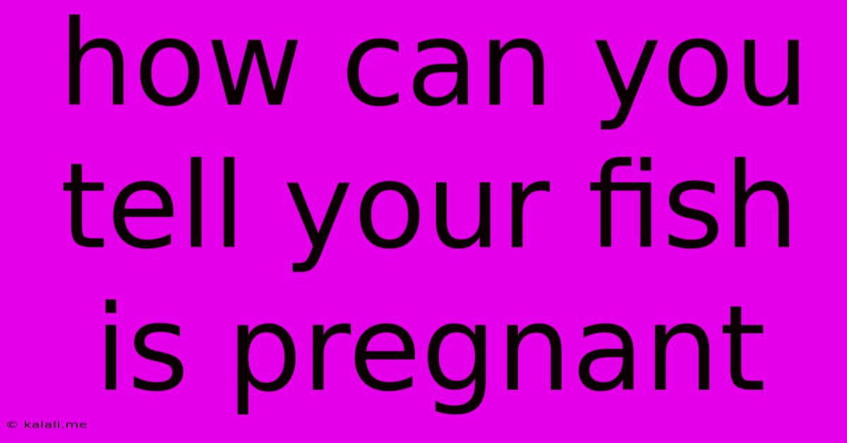How Can You Tell Your Fish Is Pregnant