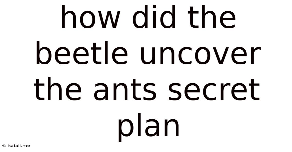How Did The Beetle Uncover The Ants Secret Plan