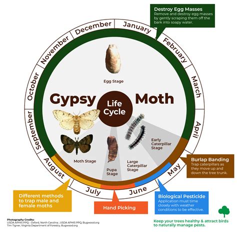 How Do Adult Moths Survive Predation