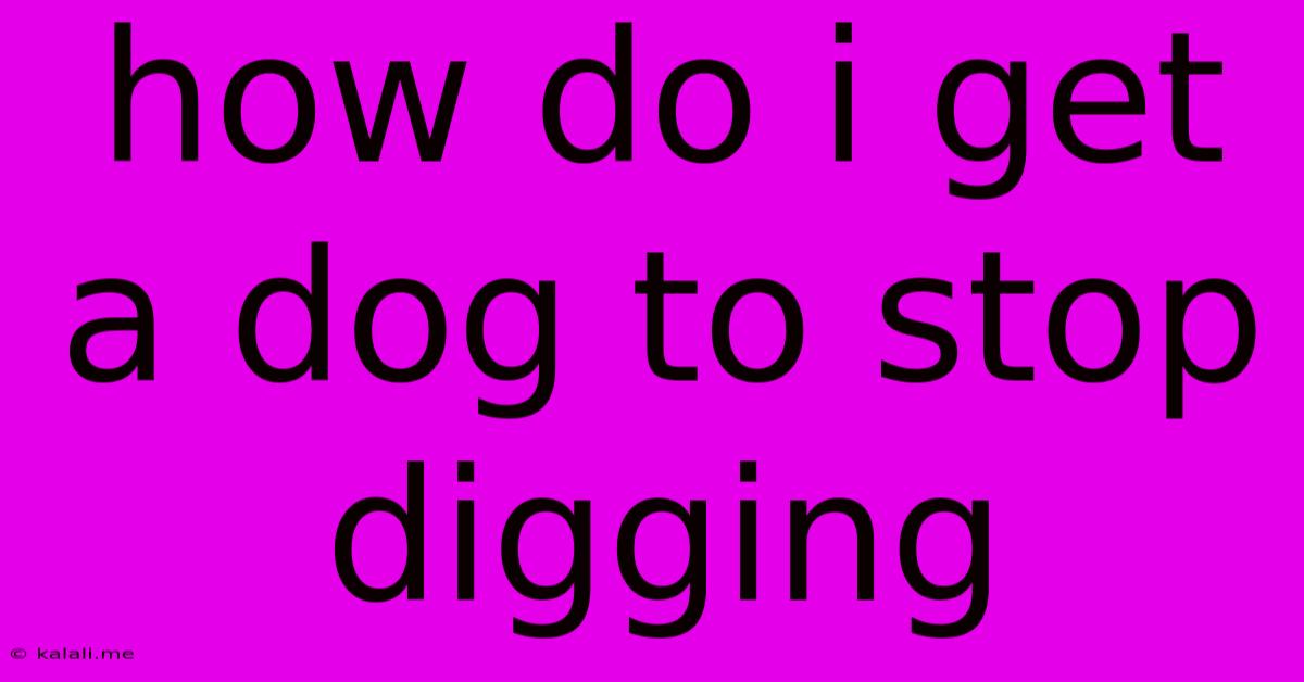How Do I Get A Dog To Stop Digging