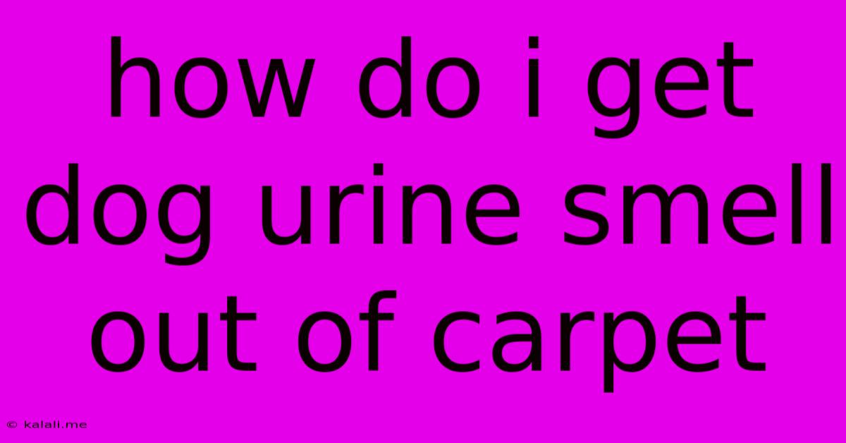 How Do I Get Dog Urine Smell Out Of Carpet