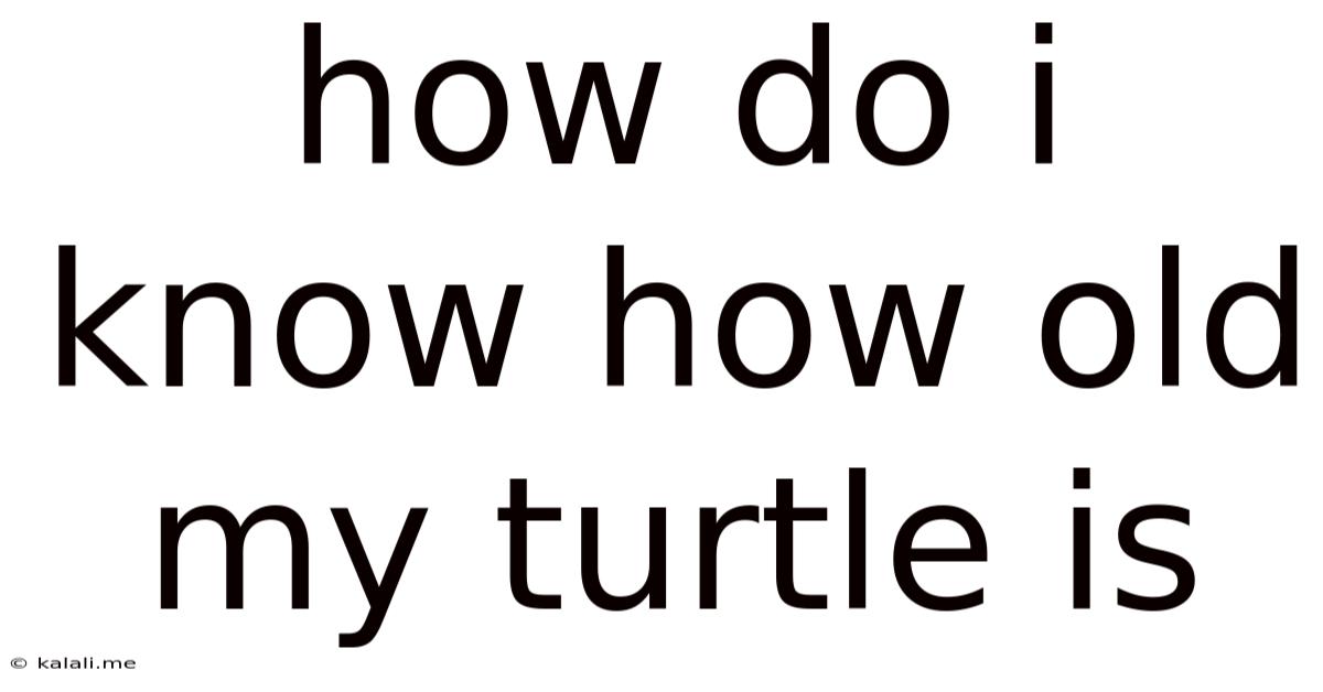 How Do I Know How Old My Turtle Is