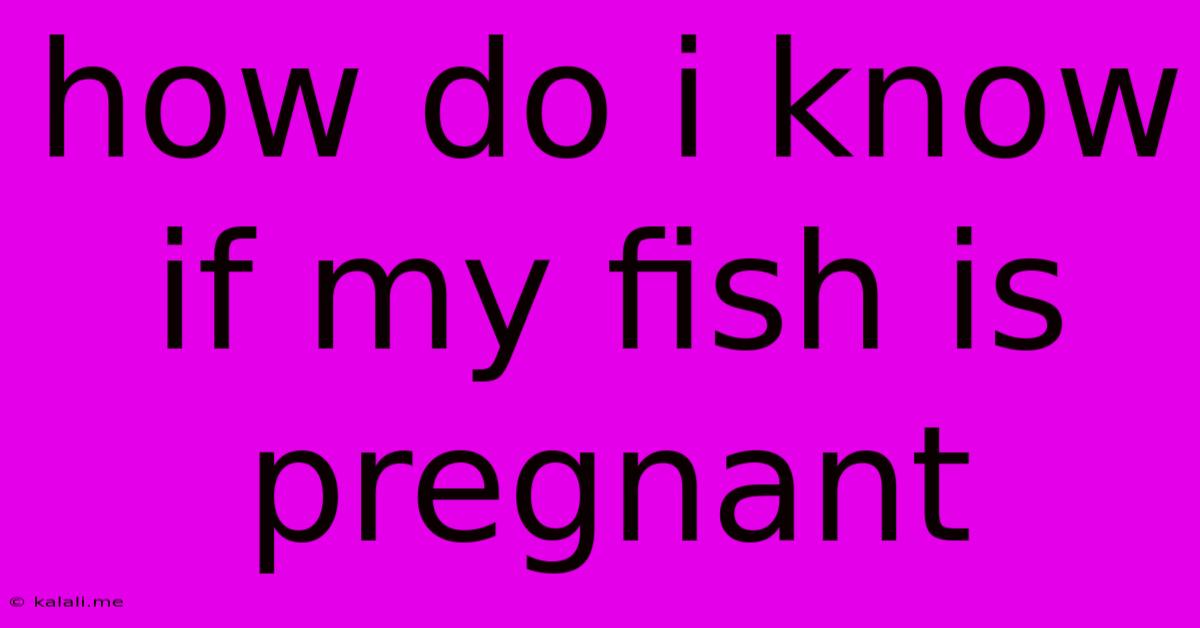 How Do I Know If My Fish Is Pregnant