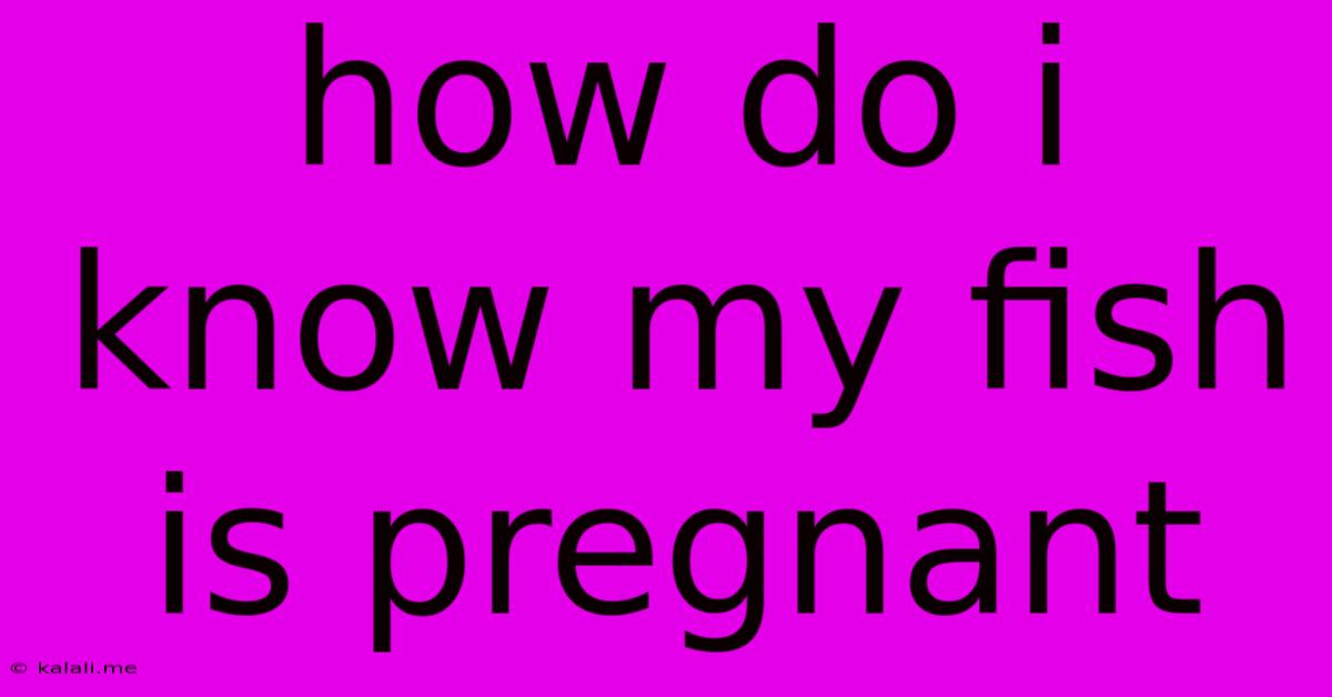 How Do I Know My Fish Is Pregnant