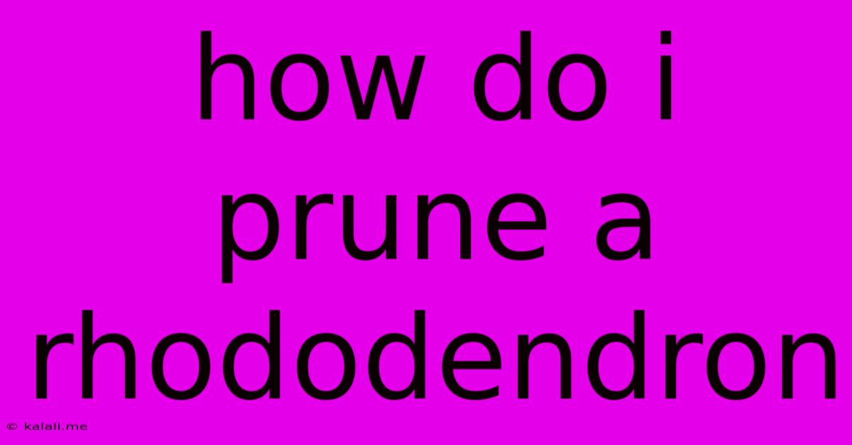 How Do I Prune A Rhododendron