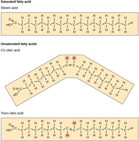 How Do Lipids Differ From Other Organic Compounds