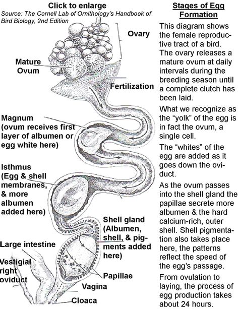 How Do Male Birds Fertilize Eggs