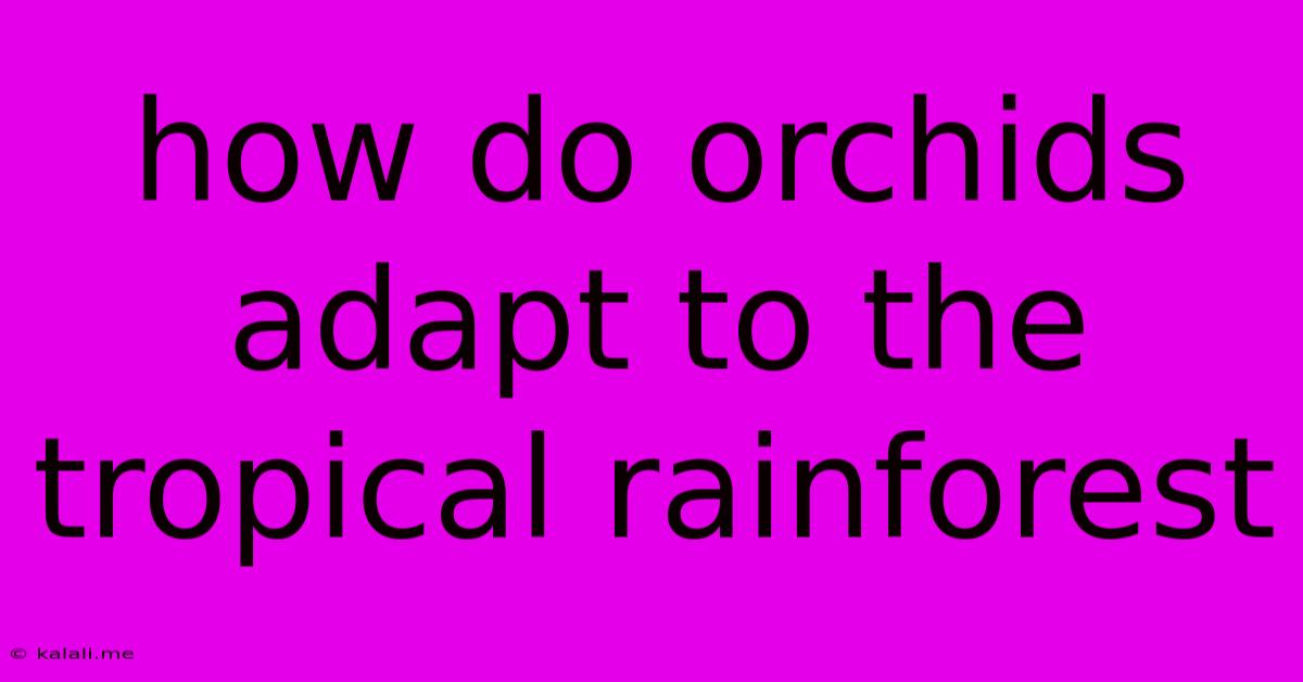 How Do Orchids Adapt To The Tropical Rainforest
