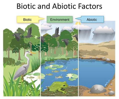 How Do The Abiotic And Biotic Factors Interact