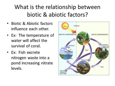 How Do The Biotic And Abiotic Factors Interact