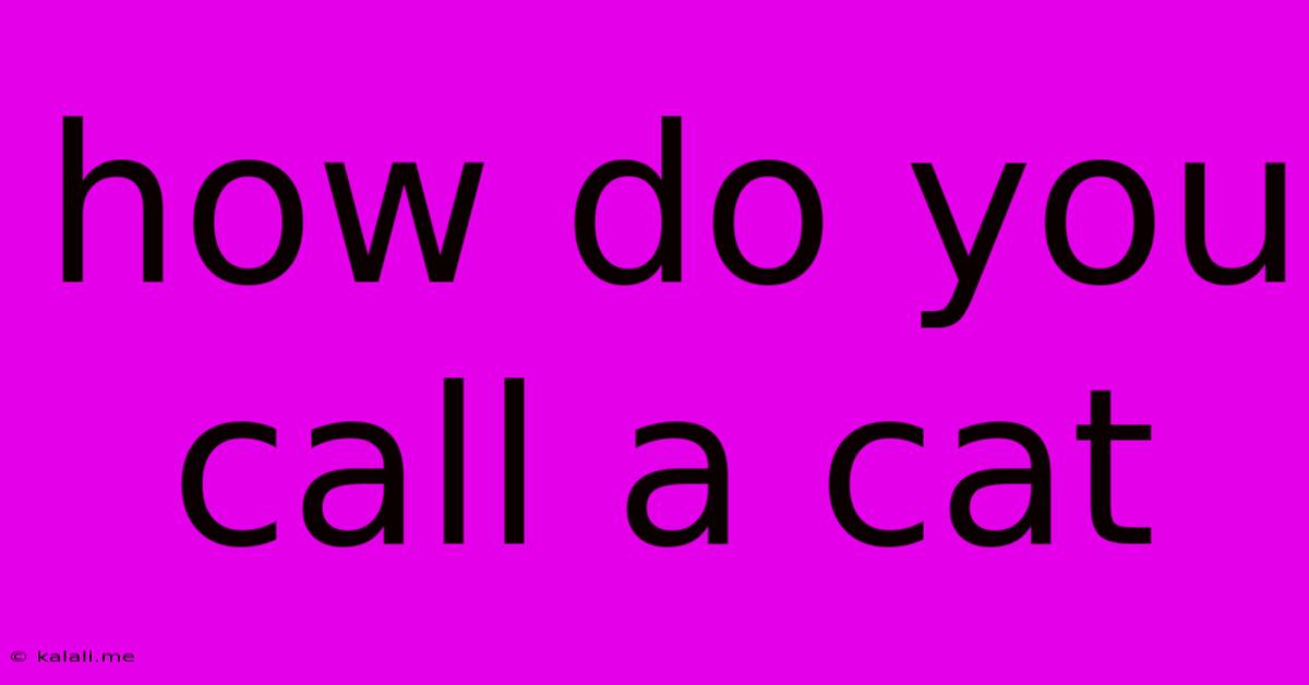 How Do You Call A Cat