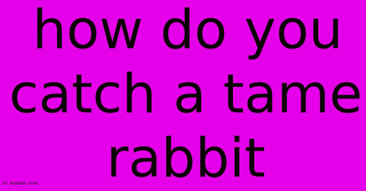 How Do You Catch A Tame Rabbit