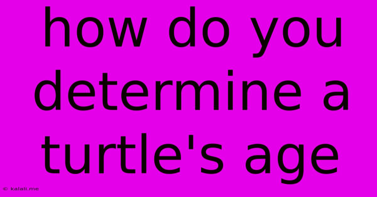How Do You Determine A Turtle's Age