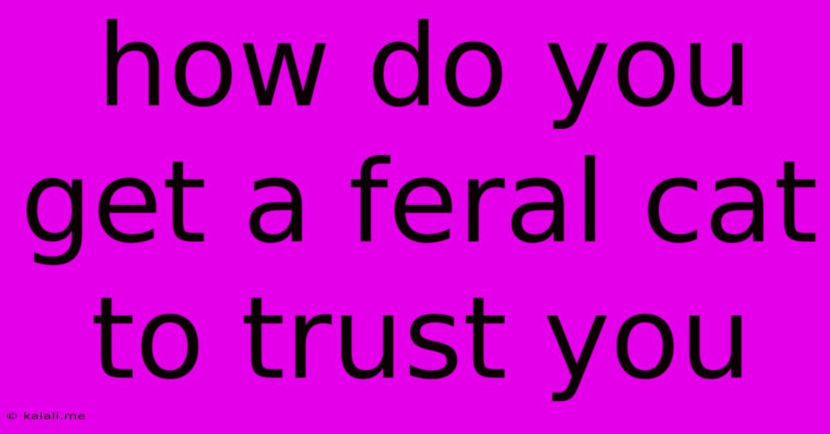 How Do You Get A Feral Cat To Trust You