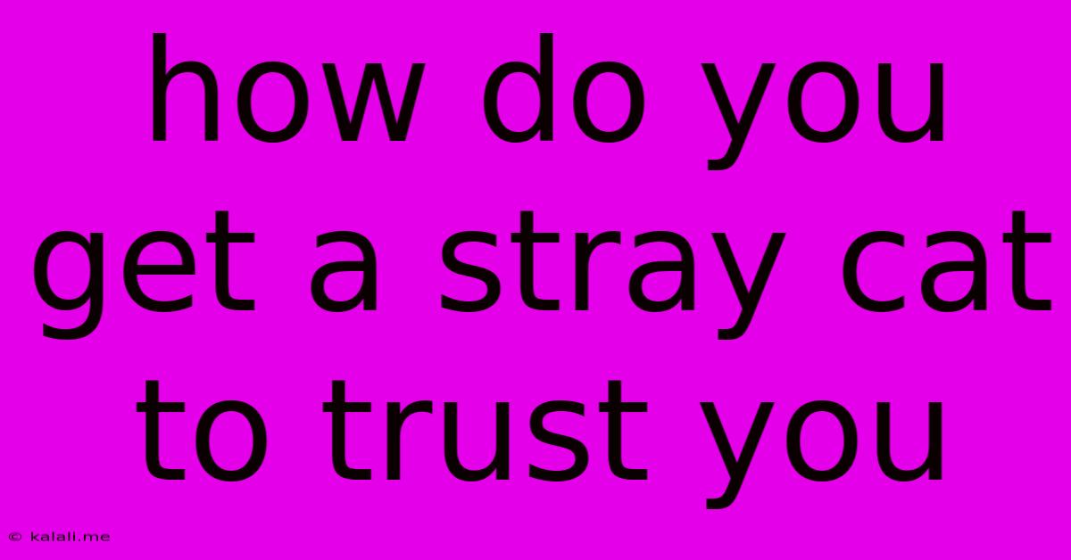 How Do You Get A Stray Cat To Trust You