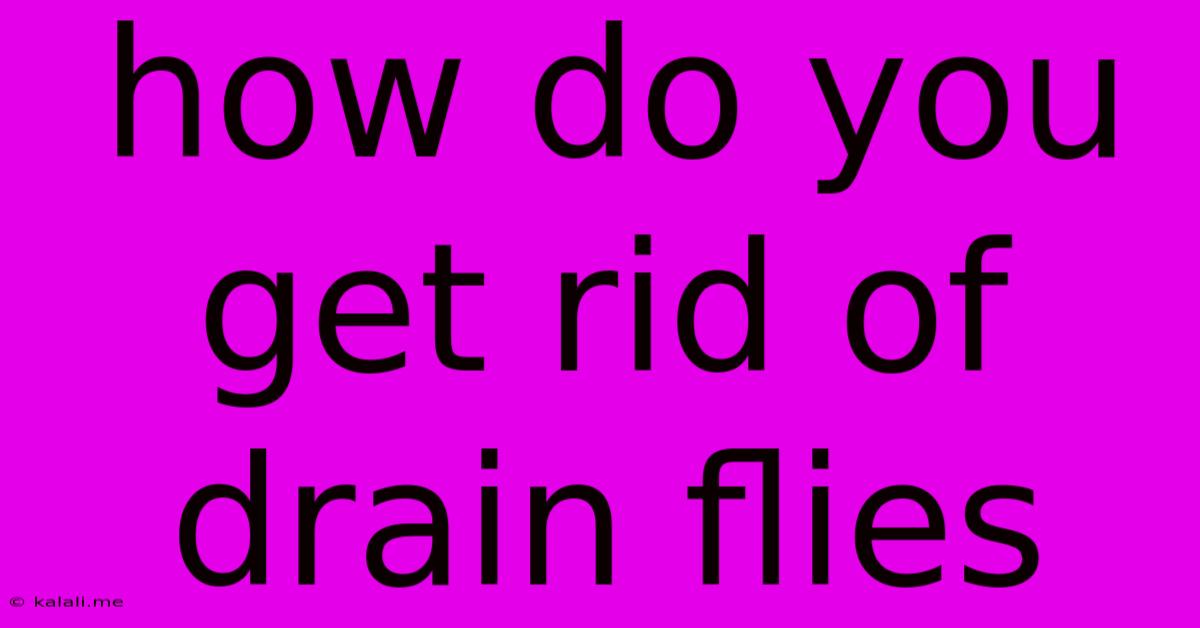 How Do You Get Rid Of Drain Flies