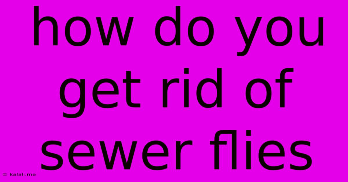 How Do You Get Rid Of Sewer Flies