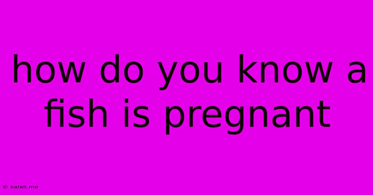 How Do You Know A Fish Is Pregnant