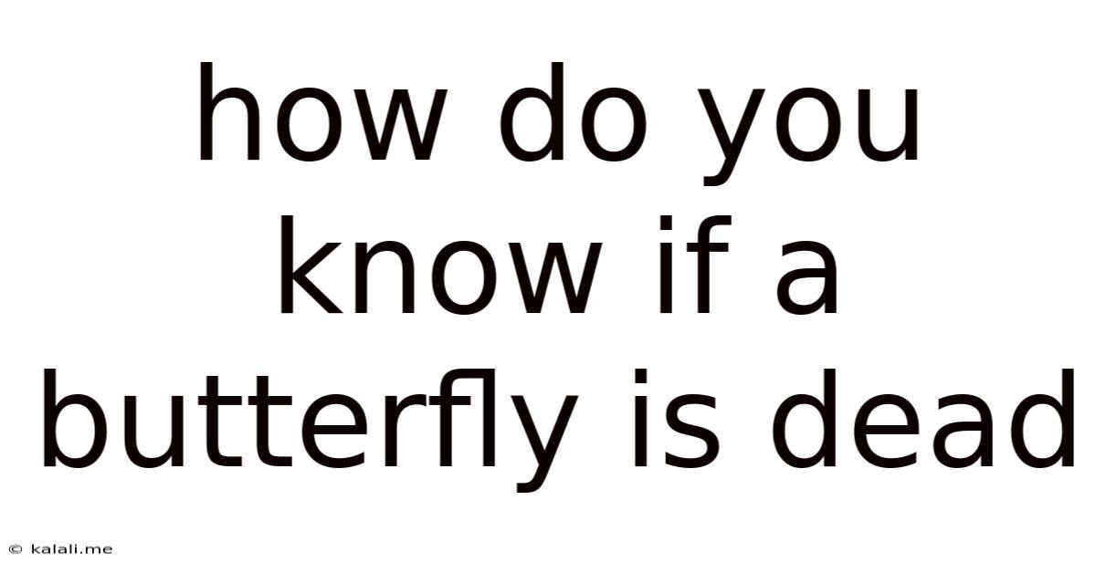 How Do You Know If A Butterfly Is Dead