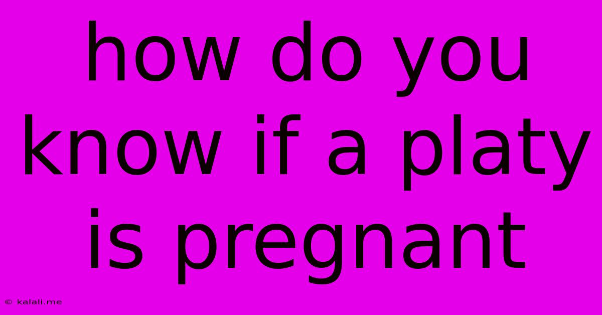 How Do You Know If A Platy Is Pregnant