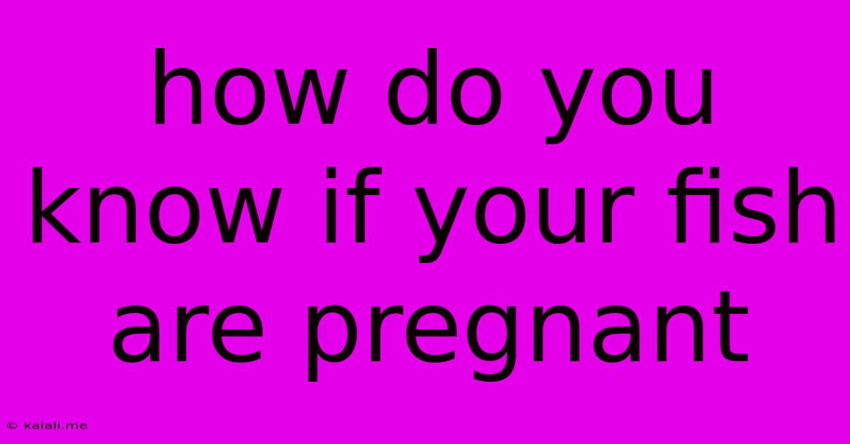 How Do You Know If Your Fish Are Pregnant