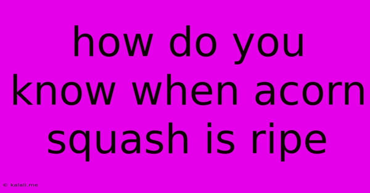 How Do You Know When Acorn Squash Is Ripe