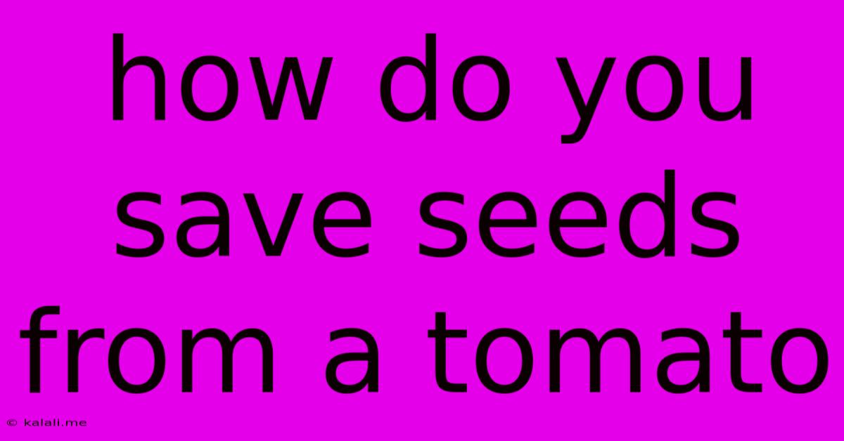 How Do You Save Seeds From A Tomato