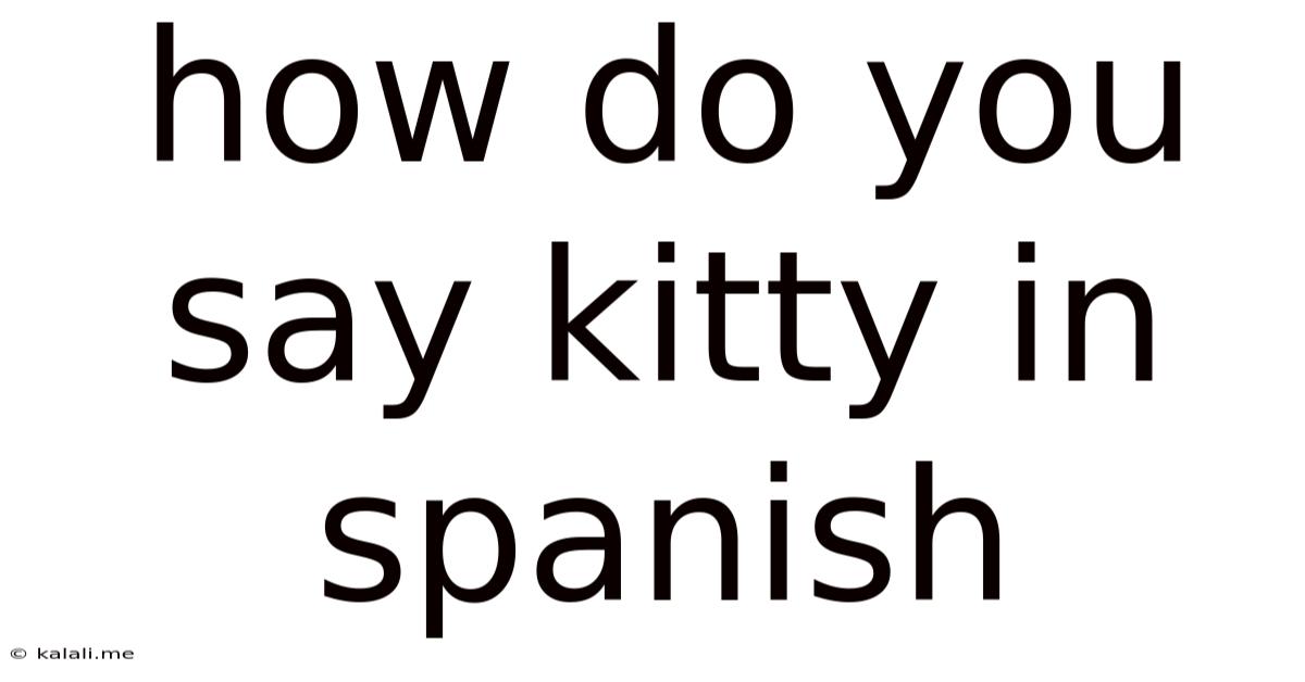 How Do You Say Kitty In Spanish