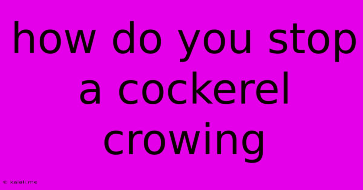 How Do You Stop A Cockerel Crowing