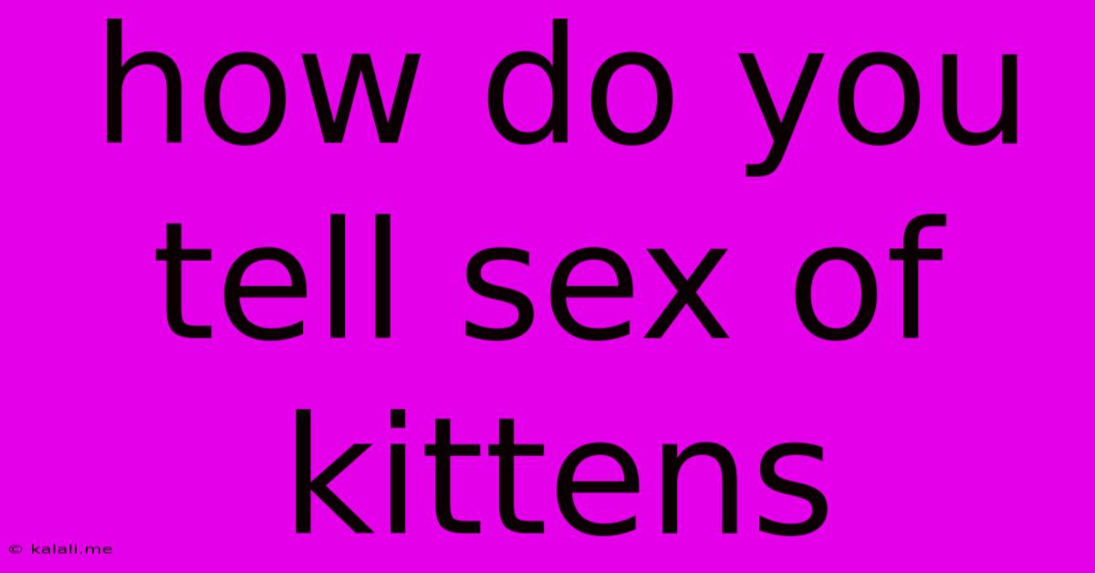 How Do You Tell Sex Of Kittens