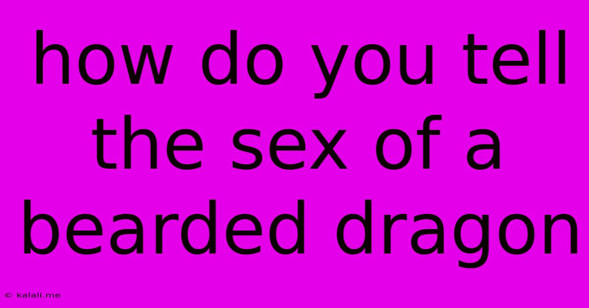 How Do You Tell The Sex Of A Bearded Dragon