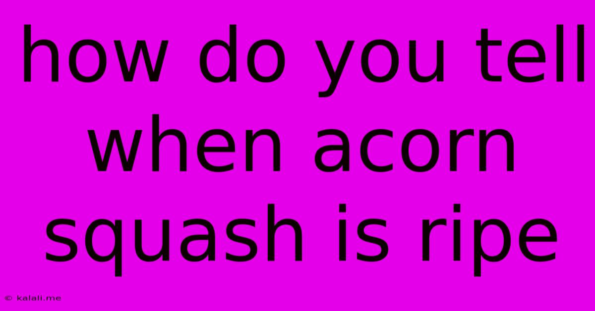 How Do You Tell When Acorn Squash Is Ripe