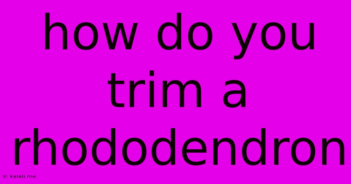 How Do You Trim A Rhododendron