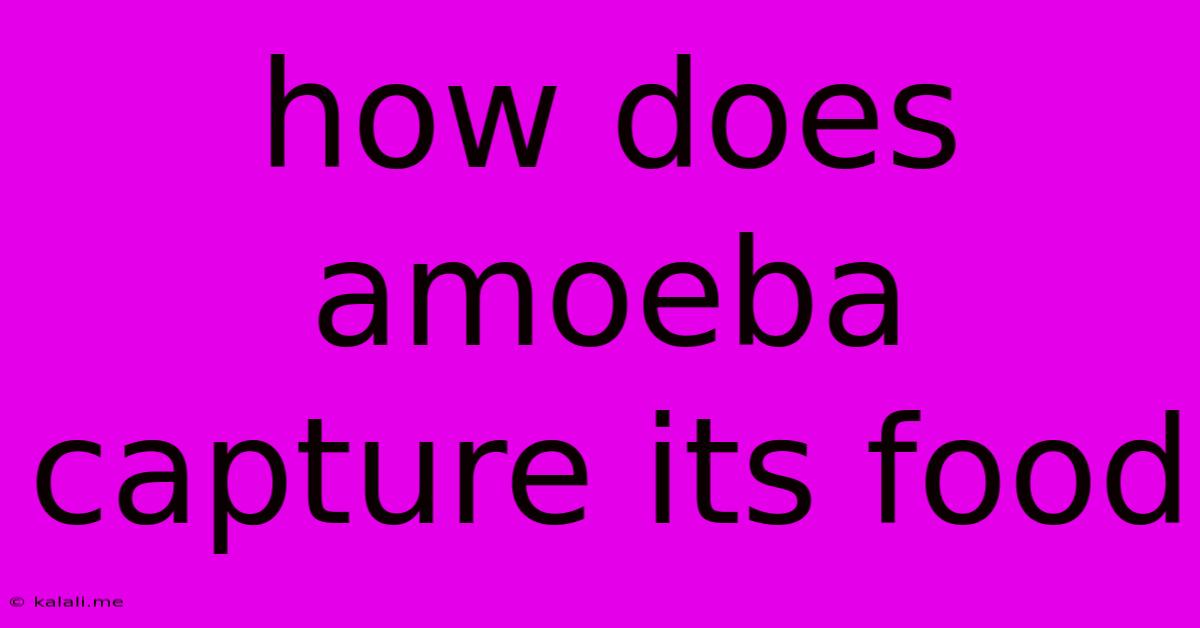 How Does Amoeba Capture Its Food