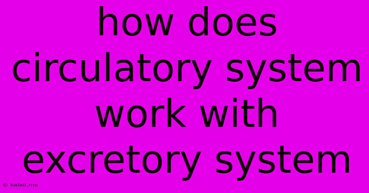 How Does Circulatory System Work With Excretory System